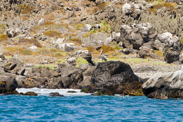 Natural reserve sanctuary Isla Damas, La Serena, Chile