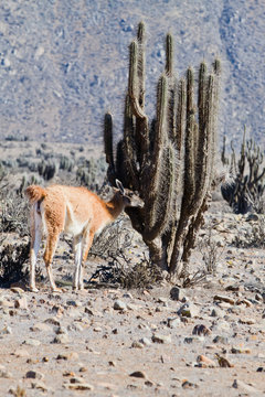 Llama in Punta de Choros, La Serena, Chile.