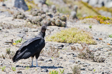 Natural reserve sanctuary Isla Damas, La Serena, Chile
