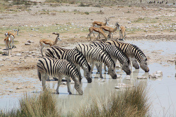 Fototapeta na wymiar Zebras