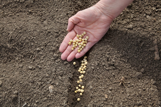 Agriculture, Soy Bean Sowing, Ground Hand And Seed