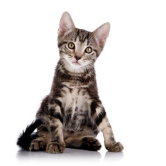 Striped Small kitten sits on a white background.