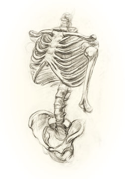 Learning Drawing Skeleton