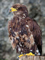 eagle