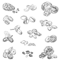 Fototapeta premium Freehand drawing nuts