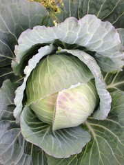 Obraz premium fresh cabbage
