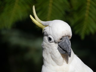 The Sulphur-crested Cockatoo in Australia