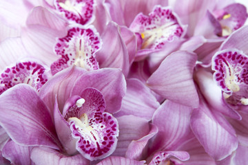Obraz na płótnie Canvas różowa orchidea gałęzi