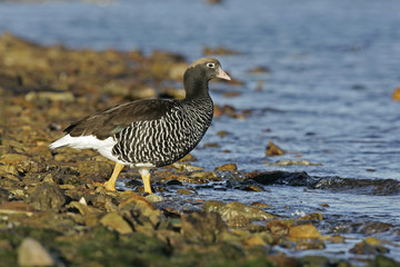 Kelp goose, Chloephaga hybrida
