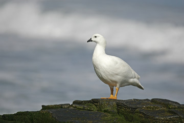 Kelp goose, Chloephaga hybrida