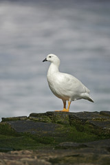 Kelp goose, Chloephaga hybrida