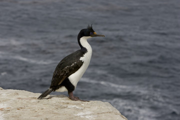 King cormorant, Phalacrocorax atriceps albiventer