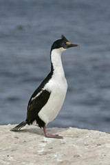 Obraz premium King cormorant, Phalacrocorax atriceps albiventer