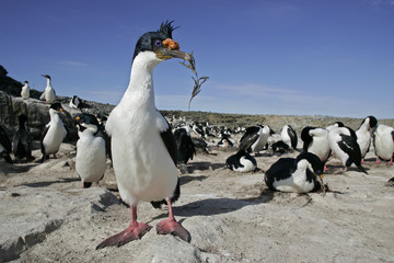 Obraz premium King cormorant, Phalacrocorax atriceps albiventer