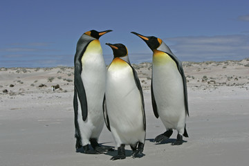 Obraz na płótnie Canvas King penguin, Aptenodytes patagonicus