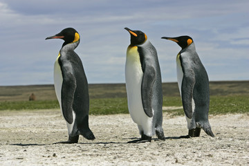 Fototapeta premium King penguin, Aptenodytes patagonicus
