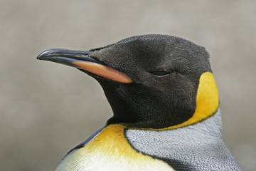 King penguin, Aptenodytes patagonicus