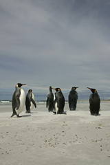 Obraz premium King penguin, Aptenodytes patagonicus