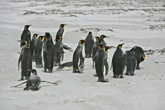King penguin, Aptenodytes patagonicus