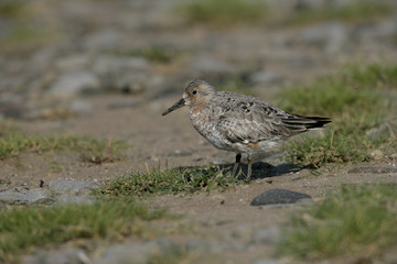 Knot, Calidris canutus