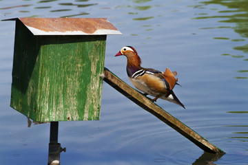 La casa sul lago