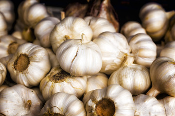 Detail of Garlic