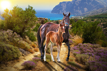 Horse with foal walking on the road at sunset