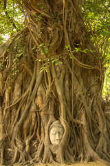 Buddha head in the roots of the tree - symbol of Ayutthaya.
