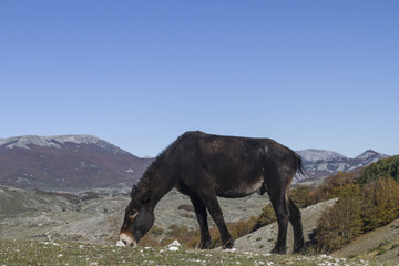 Fototapeta na wymiar Maultier im Apennin