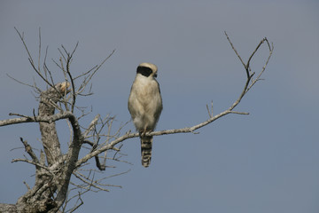 Laughing falcon, Herpetotheres cachinnans