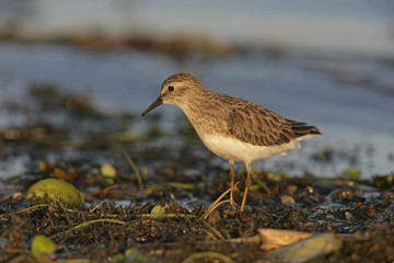 Least sandpiper, Calidris minutilla,