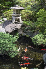 Traditional Japanese garden with stone lantern and koi carps