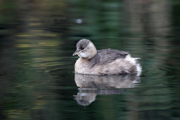 Little grebe, Tachybaptus ruficollis