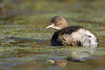 Little grebe, Tachybaptus ruficollis