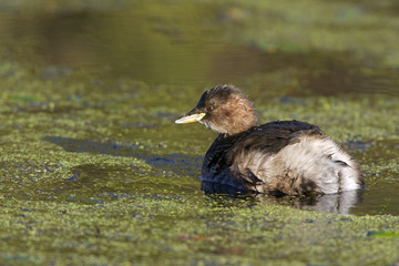 Little grebe, Tachybaptus ruficollis