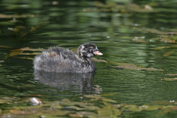 Little grebe, Tachybaptus ruficollis