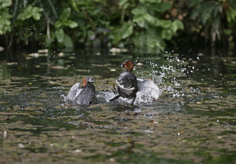 Little grebe, Tachybaptus ruficollis
