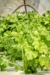 Obraz premium celery.