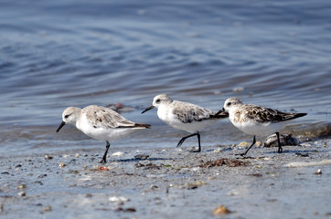 Obraz premium Three little stints at Quiberon in France