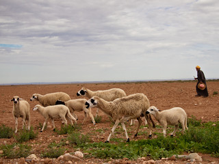 Shepherd with flock of sheep walking in the field