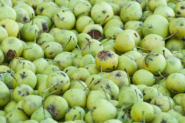 heap of harvested apples and pears