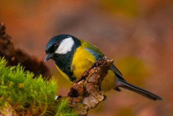 Obraz premium Tit - Parus major