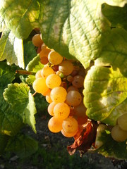 Obraz premium raisin alsace - été