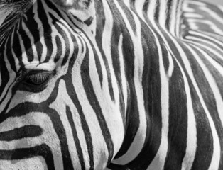 Obraz na płótnie Canvas Zebra stripes