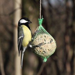 Great Tit (Parus major) on the tallow ball