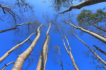 hight tree clear blue sky