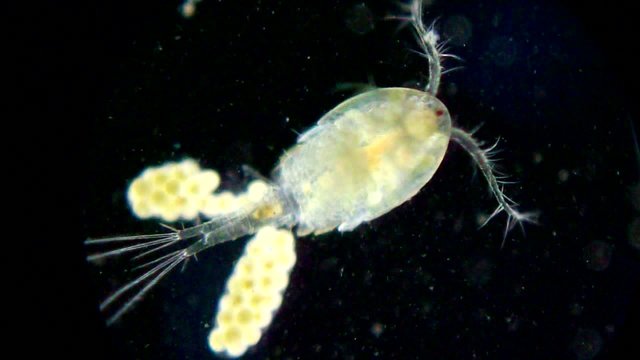 Crustacean under microscope