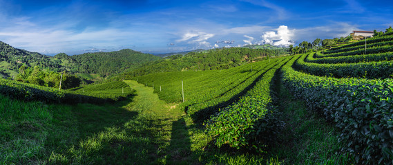 Panoramic shot of green tea plantation field