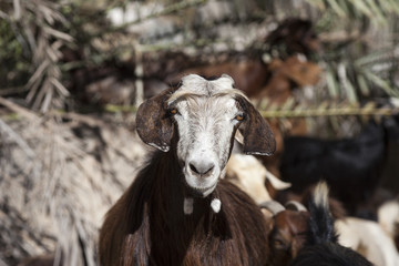 Domestic goat in Oman