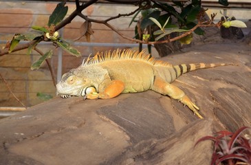 Fototapeta premium Iguana resting on a tree